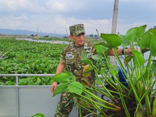 Kodim 0714/Salatiga Bersihkan Enceng Gondok di Rawa Pening, Dukung Wisata dan Kelestarian Lingkungan