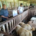 BUMDes Sido Maju Duren Tengaran, Kembangkan Kambing Boer,Dukung Ketahanan Pangan Desa