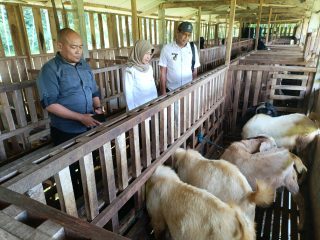 BUMDes Sido Maju Duren Tengaran, Kembangkan Kambing Boer,Dukung Ketahanan Pangan Desa