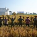 Pangdam IV/Diponegoro Dukung Panen Raya TNI, Perkuat Ketahanan Pangan Nasional