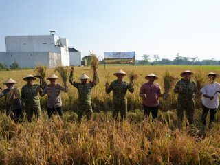 Pangdam IV/Diponegoro Dukung Panen Raya TNI, Perkuat Ketahanan Pangan Nasional